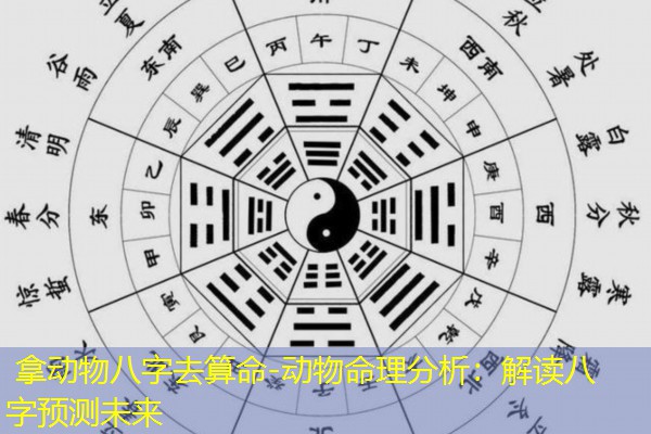  拿动物八字去算命-动物命理分析：解读八字预测未来