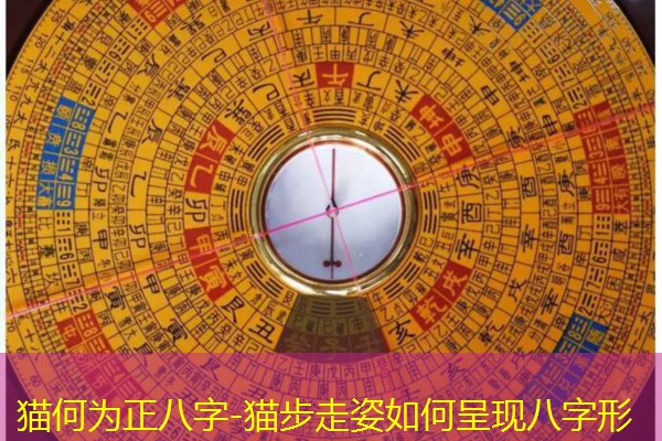  猫何为正八字-猫步走姿如何呈现八字形